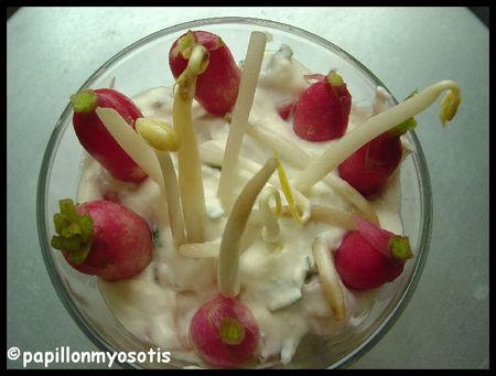 POURSUIVONS L'ETE : VERRINES FRAICHEUR DE RADIS AU FROMAGE FRAIS Image2
