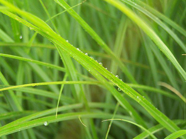 LA OU JE VAIS... / MA SANTE aout-2010-078.JPG