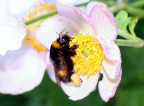 Floraisons d'août anemone bourdon 21 août 2010 068.jpg