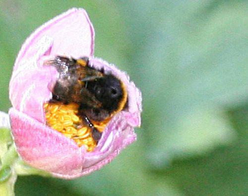 Floraisons d'août anemone bourdon recp 21 août 2010 070.jpg