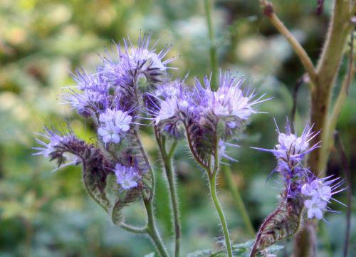 Floraisons d'août phacélie près 21 août 2010 091.jpg