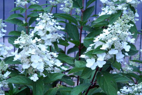 Floraisons d'août hydr pani 3 août 2010 042.jpg