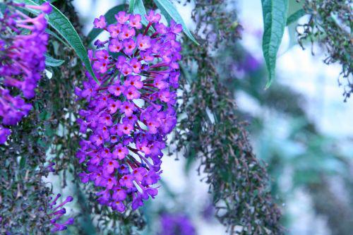 Floraisons d'août buddleia 3 août 2010 045.jpg