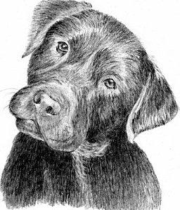 Olivia rêve d'un labrador... 2398284717_small_1.jpg