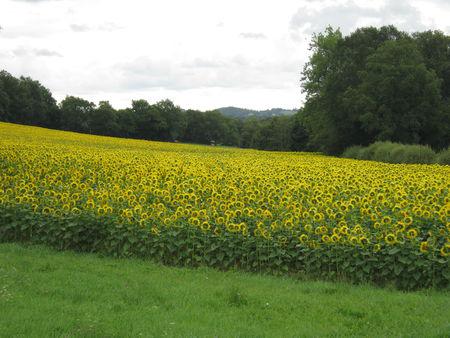Masseube-Arrouède à pieds… IMG_0760