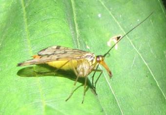 La mouche- scorpion 100904 Mouche-scorpion 1287b.jpg