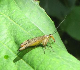 La mouche- scorpion 100904 Mouche-scorpion 1285b.jpg