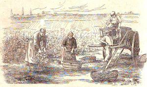 Les vendanges vendange