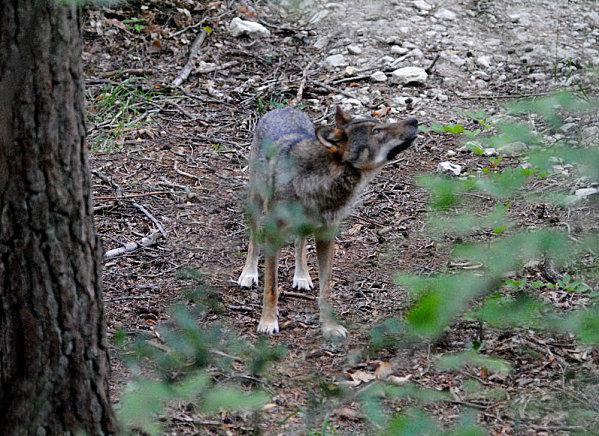 Dans ses yeux.... chasse-aux-papillonsb.jpg