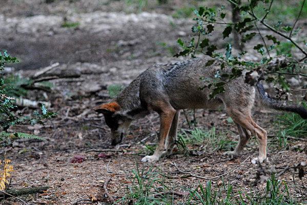 Dans ses yeux.... contre-les-guepes.b.jpg