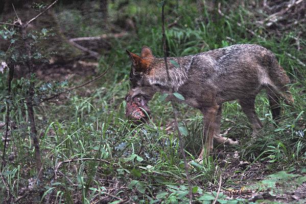 Dans ses yeux.... c-est-feteb.jpg