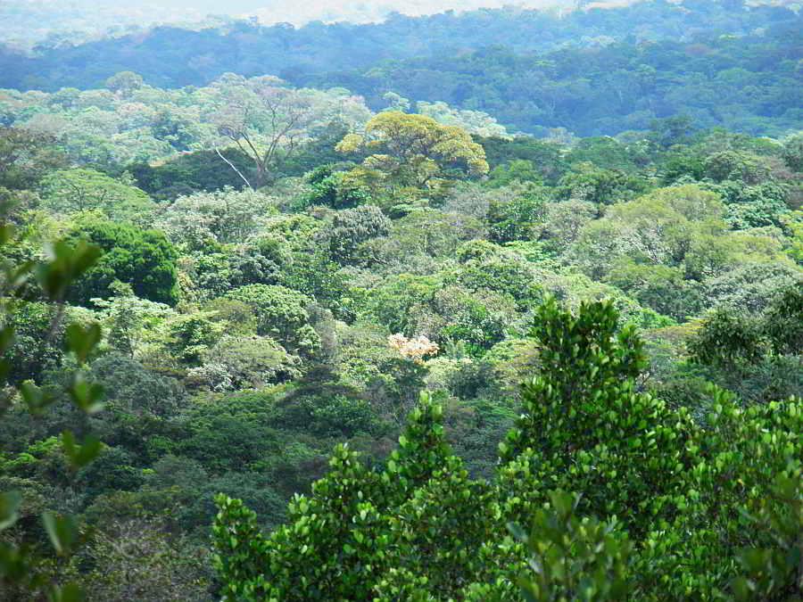 Savane roche Virginie !