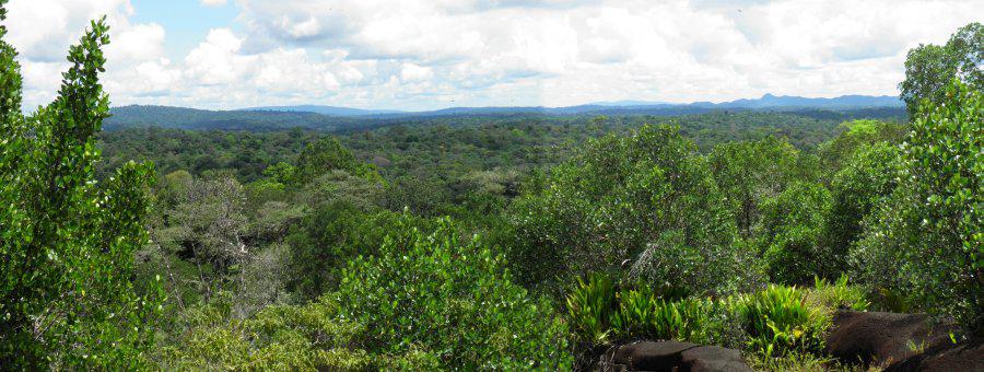 http://2bis.ruedumoulin.free.fr/guyane/randonnees/sv-virginie/Pano-virginie.jpg