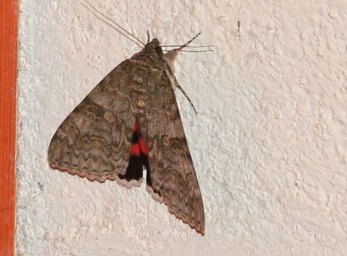 Catocala nupta catocala11 juillet 2007 017.jpg