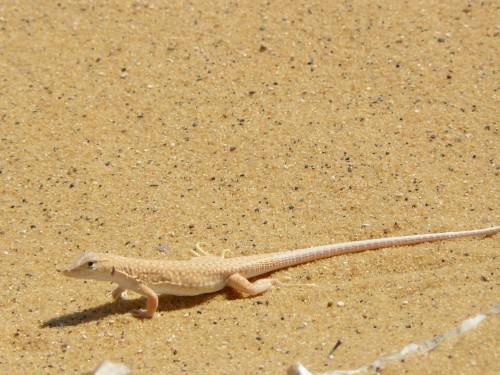 Retour en Egypte (1) P1030998.JPG