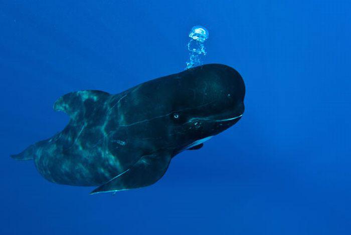 baleine sourire 000 La Baleine qui sourit (9 photos)