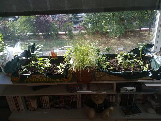 Petit potager, au soleil :) Petit potager, au soleil :)