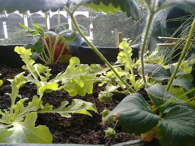 Petit potager, au soleil :) Petit potager, au soleil :)