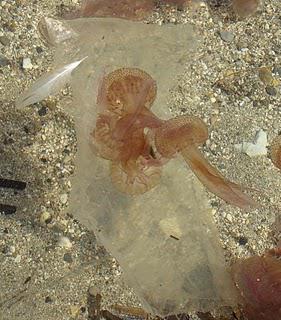 Pélagie, la terreur des baigneurs Pélagie, la terreur des baigneurs