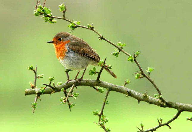 oiseaux-chantent-francoise-naudin-L-1.jpeg