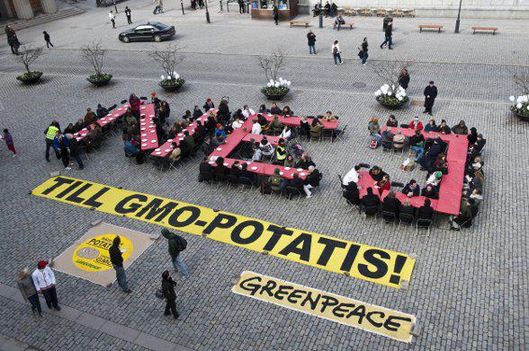 Amadea : une pomme de terre OGM qui pousse illégalement en Suède