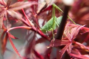 Essai Lensbaby 2/5 : les montures Muse, Composer et Control Freak Essai Lensbaby 2/5 : les montures Muse, Composer et Control Freak