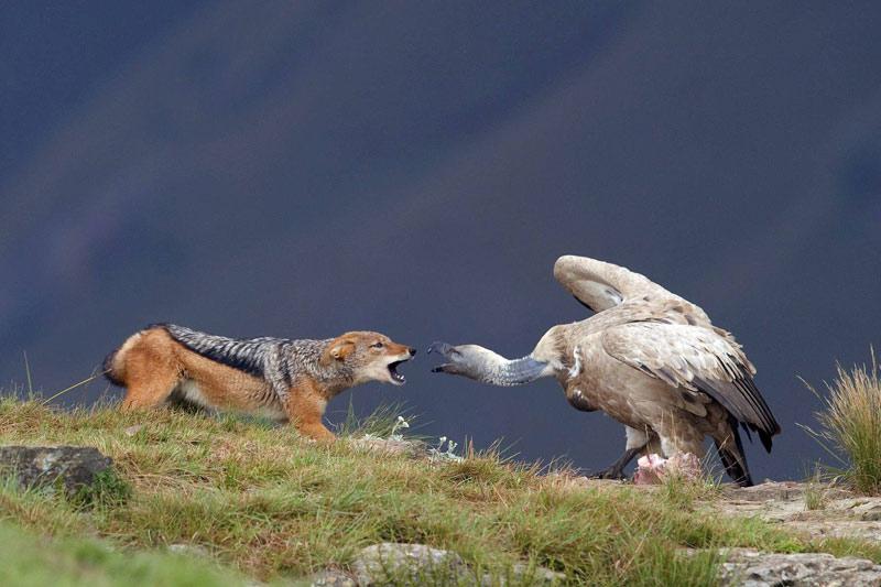 Ces deux là n’avaient pas prévu de jeter leur dévolu sur la même charogne. Ce fascinant duel entre chacal et vautour a lieu dans la réserve de Kwazulu-Natal, en Afrique du sud. 