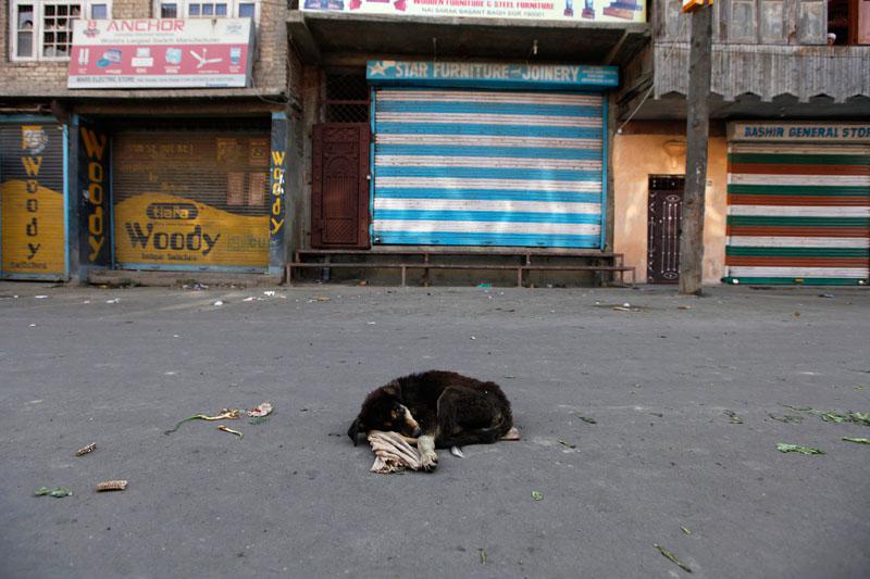 Dans les rues désertes de Srinagar, en Inde, un chien errant est couché devant des boutiques fermées. Les autorités ont établi un couvre feu. La région du Cachemire subit des insurrections séparatistes depuis deux mois. 