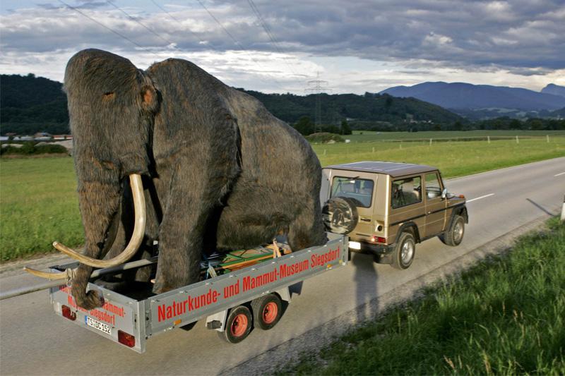 Lle dimanche 8 août, la maquette d'un mammouth fait route vers le musée d'histoire naturelle de Siegsdorf.