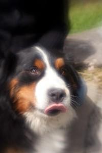 Essai Lensbaby 3/5 : toutes les optiques Essai Lensbaby 3/5 : toutes les optiques