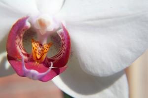 Essai Lensbaby 3/5 : toutes les optiques Essai Lensbaby 3/5 : toutes les optiques