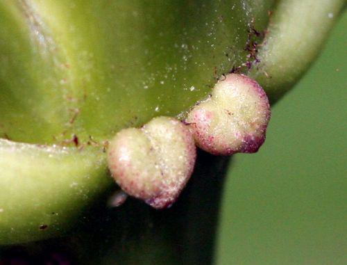 Sambucus hookeri hookeri nectaires près romi 7 sept 065.jpg