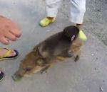 Un bébé singe sur le dos d'un jeune sanglier vidéo bébé singe sanglier zoo japon
