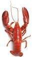 homard_cuit.jpeg