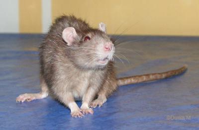 Rats 9910-abby1.1284093353.jpg