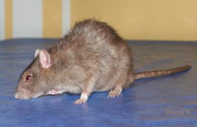 Rats 9919abby2.1284093426.jpg