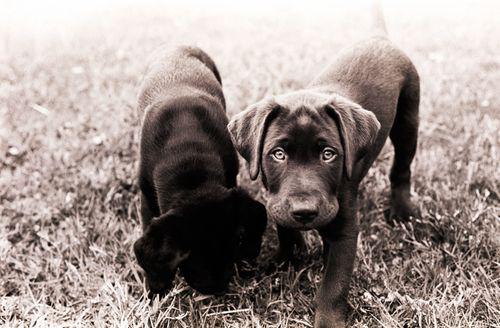 BringingThemHome2 BringingThemHome2