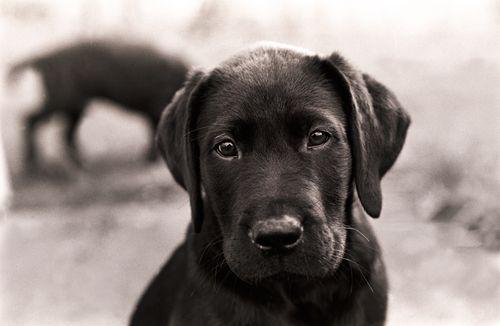 BringingThemHome5 BringingThemHome5