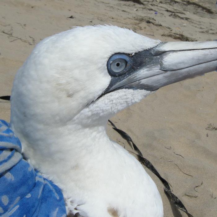 Le Fou de Bassan DSCN4711_cr.jpg