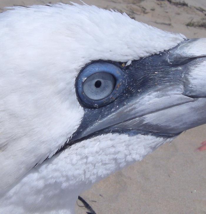 Le Fou de Bassan fou-de-bassan.jpg