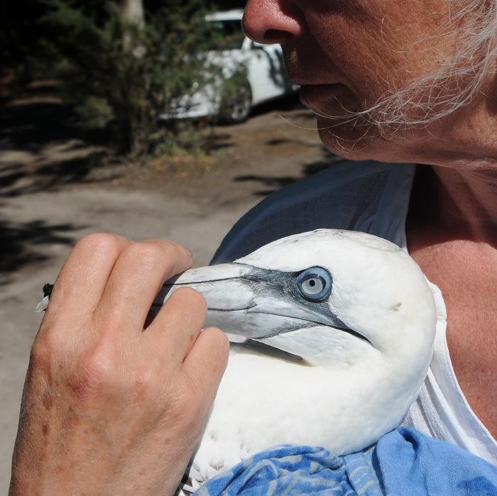 Le Fou de Bassan jj.JPG
