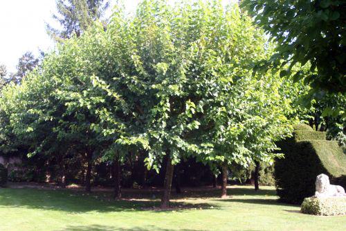 Le Grand Courtoiseau morus alba courtoiseau 11 sept 2010 005.jpg