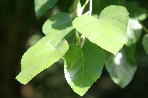 Le Grand Courtoiseau morus alba courtoiseau 11 sept 2010 006.jpg