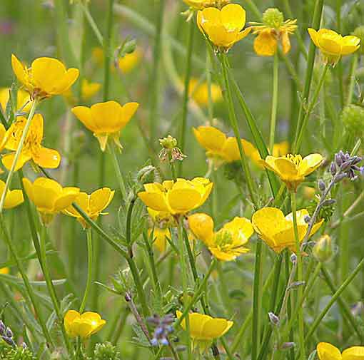 Boutons-d-or À travers la campagne (Jean-Baptiste Besnard)