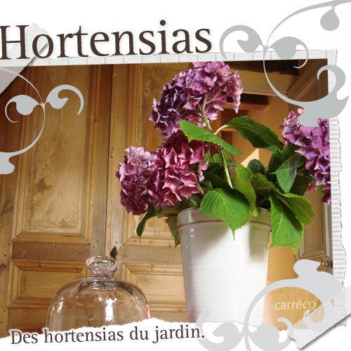 Sécher des hortensias hortensia