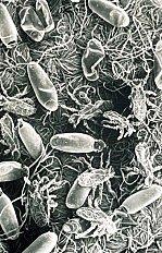 Les poux et les syndicats Poux-copie-1