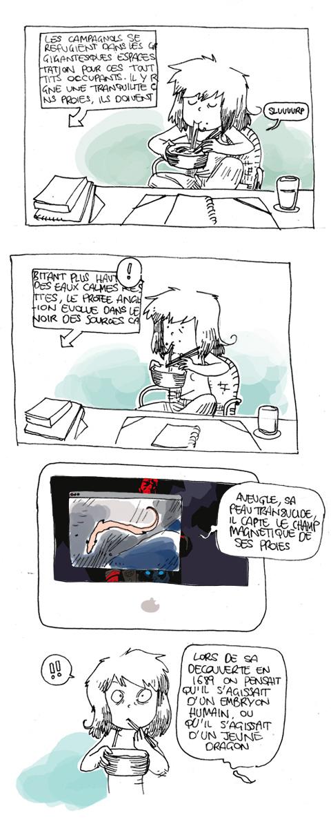 le protée cavernicole. le protée cavernicole.