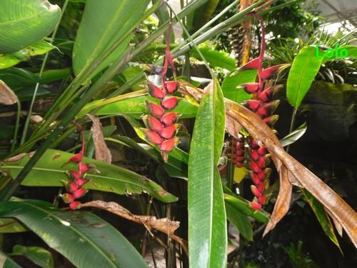 Dimanche entre Terre et Mer !! dimancheforetffleurs.jpg