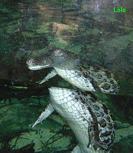 Dimanche entre Terre et Mer !! dimanchealligator