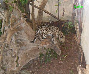 Dimanche entre Terre et Mer !! dimanchejaguar.jpg